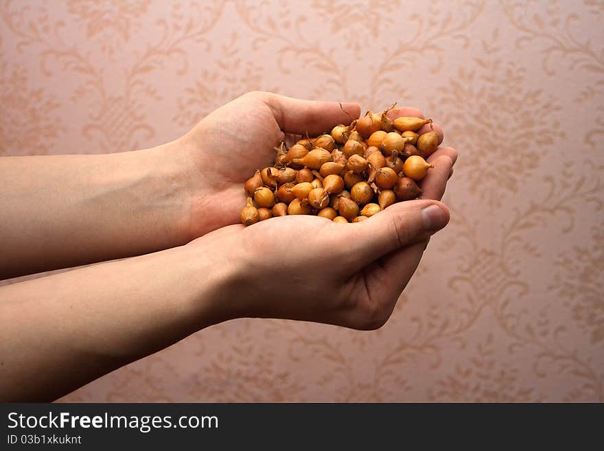 Hands hold small bulbs. It is an agriculture theme.