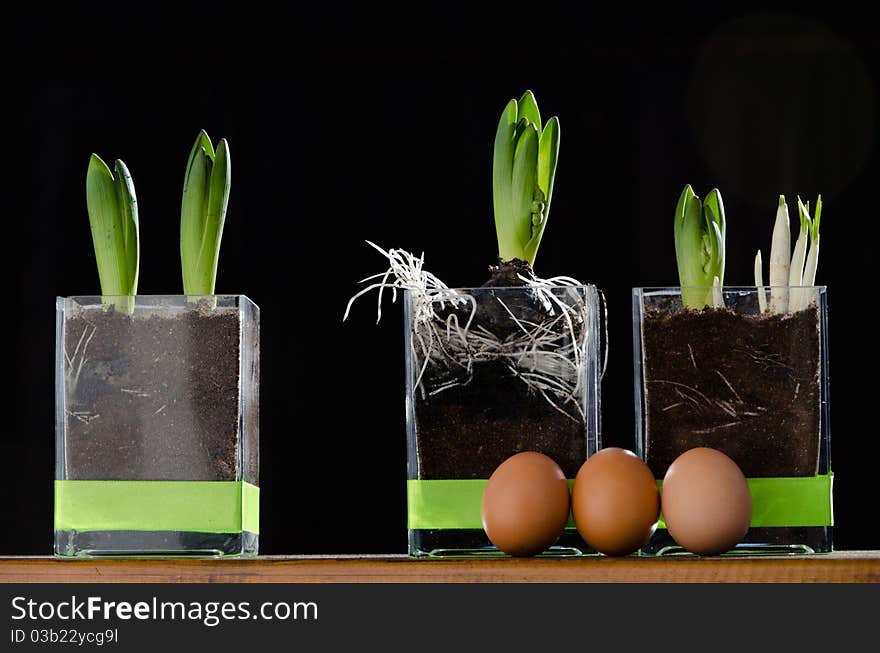 Spring flowers in see through vases with green ribbons around them and eggs at their side - preperation for the easter time. Spring flowers in see through vases with green ribbons around them and eggs at their side - preperation for the easter time.