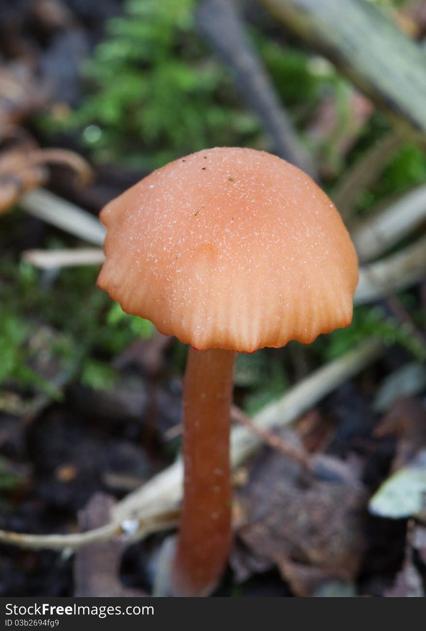 Fungus