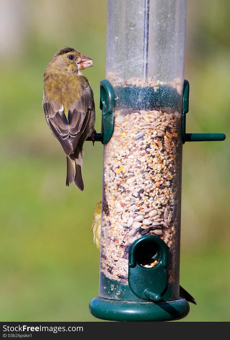 Greenfinch (Carduelis Chloris)