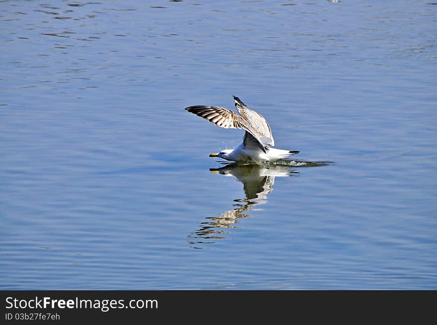 Albatros flying over the lake. Albatros flying over the lake