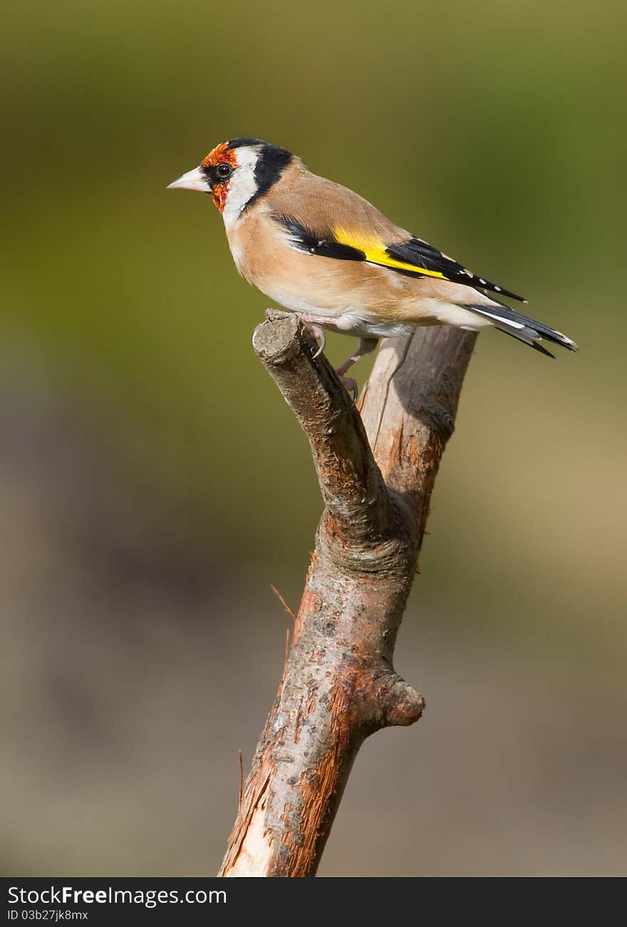 Goldfinch