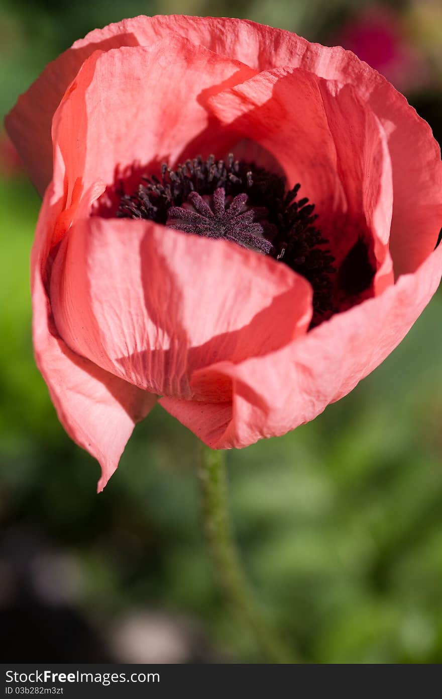 Red Poppy