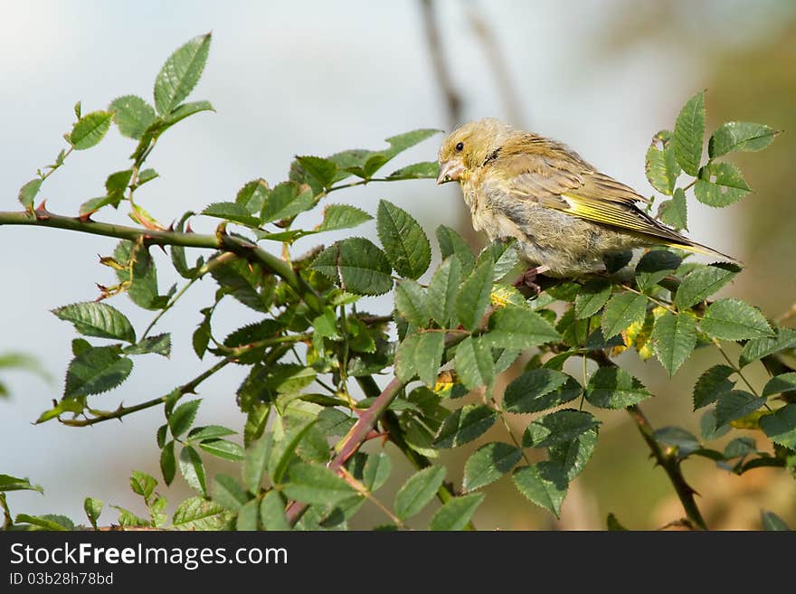 Greenfinch