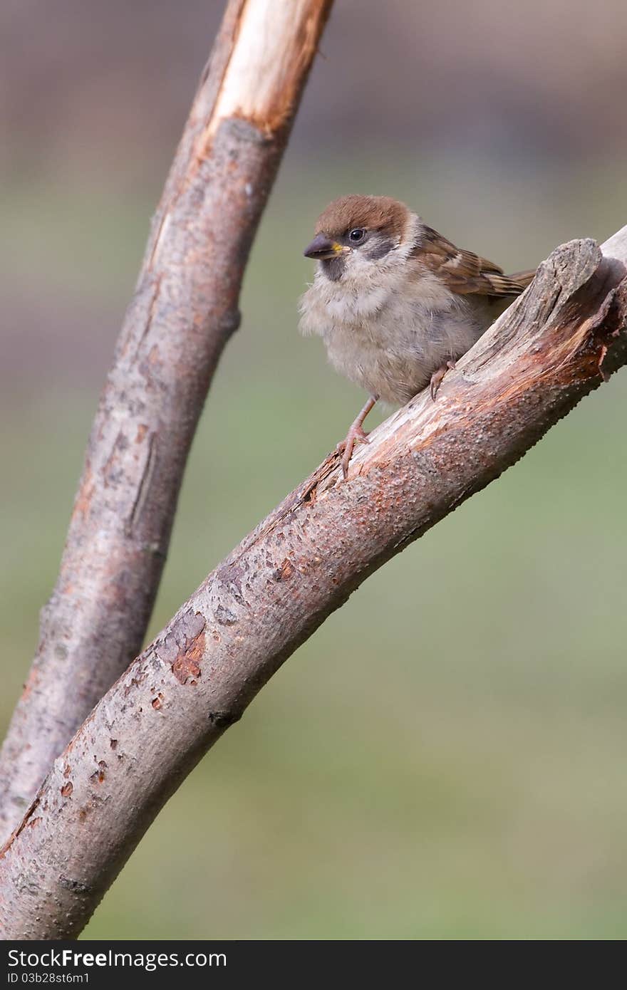 Tree Sparrow