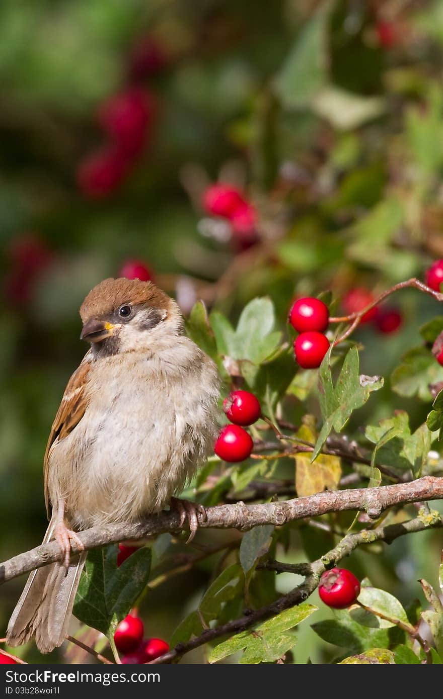 Tree Sparrow