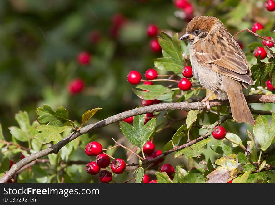 Tree Sparrow