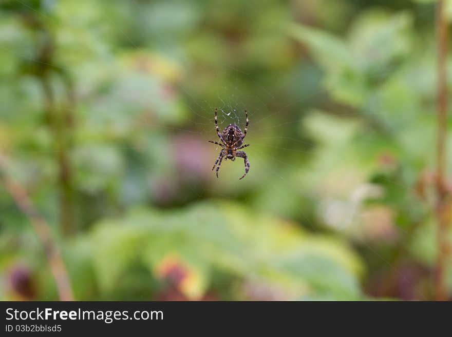 Garden Spider