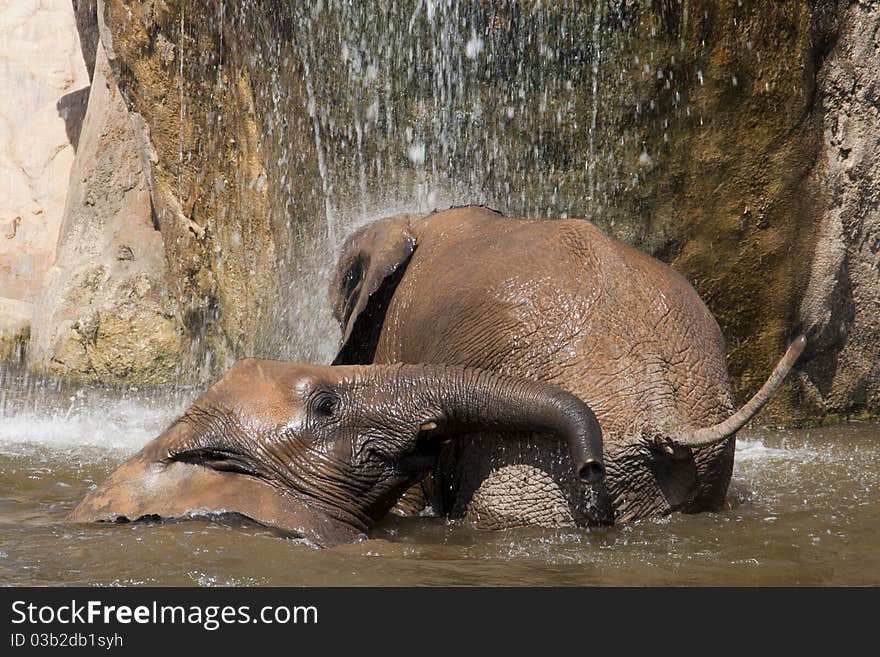 Elephants bathing in a waterfall