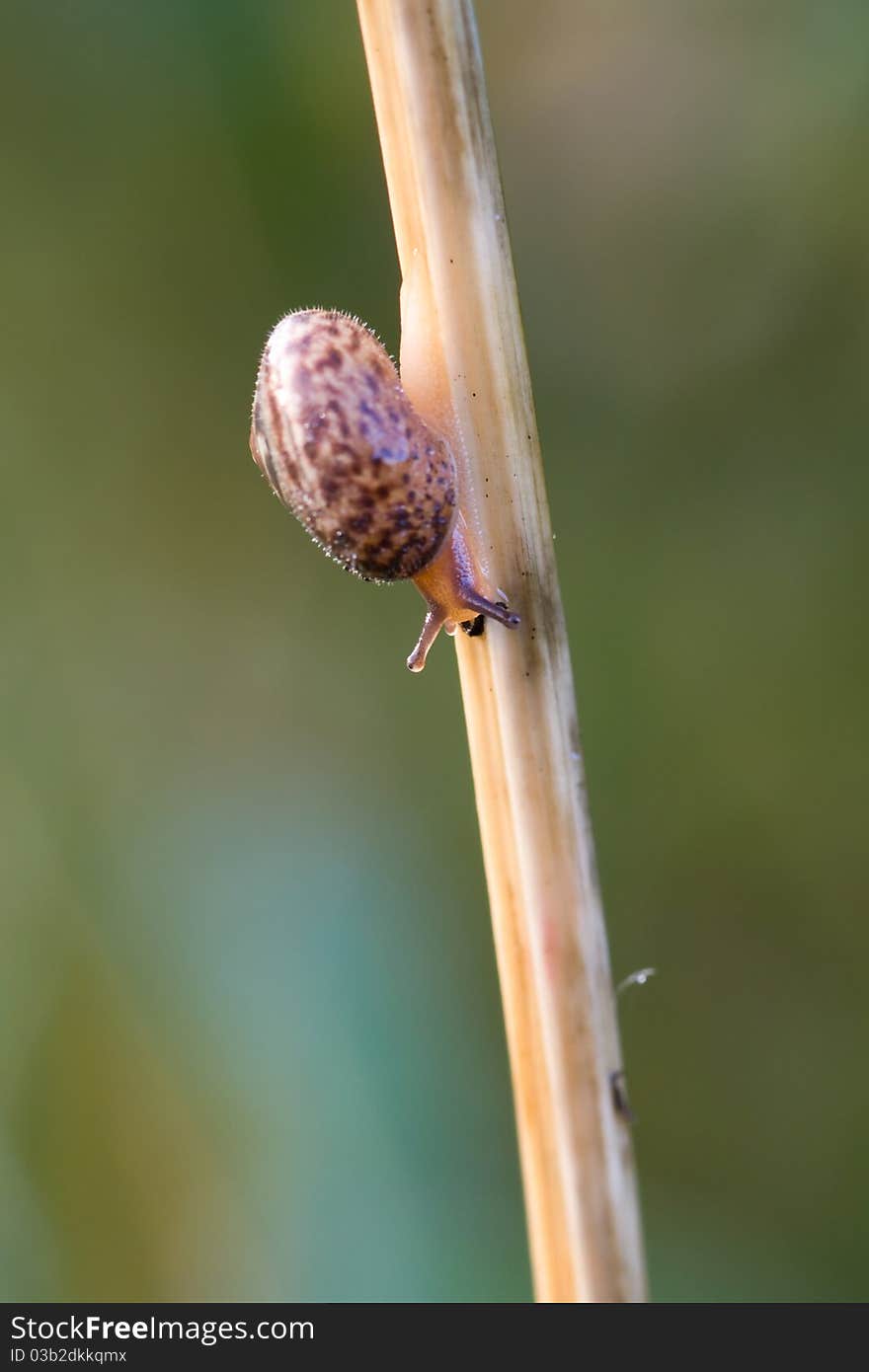 Snail Garden snail crawling on a stem