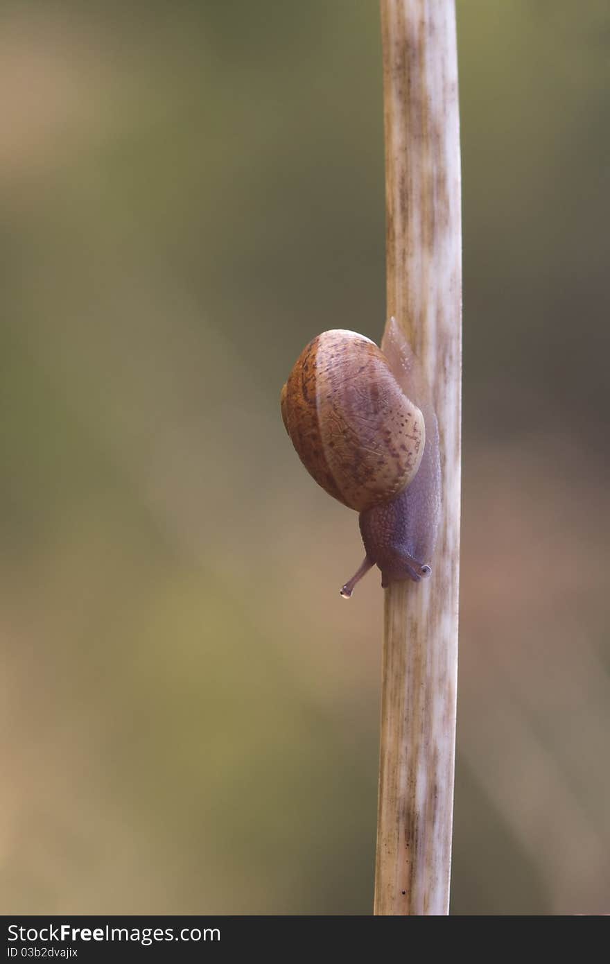 Snail Garden snail crawling on a stem