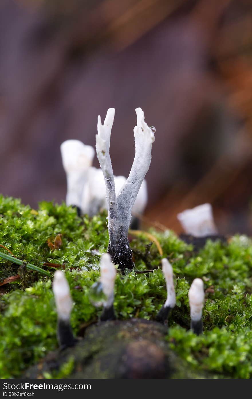 Candlesnuff fungus (Xylaria hypoxylon) growing in the wild