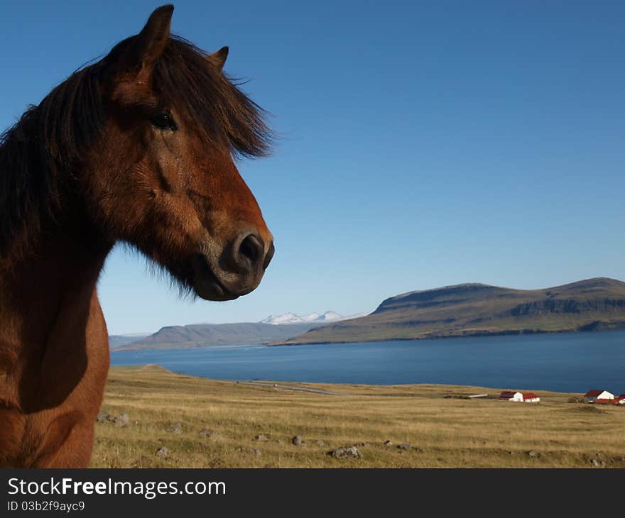 On Iceland where it belongs. On Iceland where it belongs