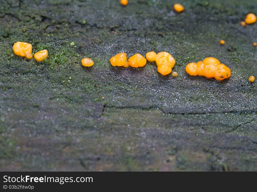 Coral-spot Fungus