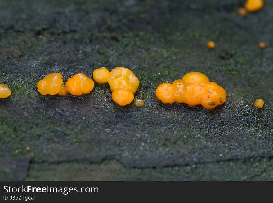 Coral-spot Fungus