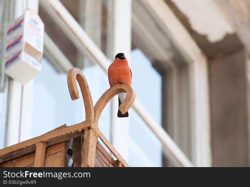 In the photo shows a bullfinch. Rare is the bird in the big cities of Russia. Resembles a sparrow or a real bird, but has a red color. Picture taken March 2, 2011