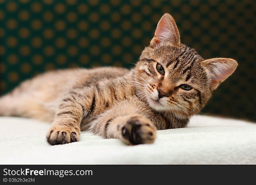 Tabby Cat laying on side looking into camera