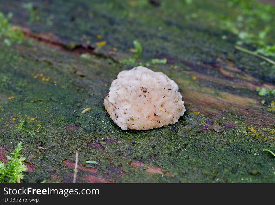 Fungus close-up growing outdoors uncultivated in autumn