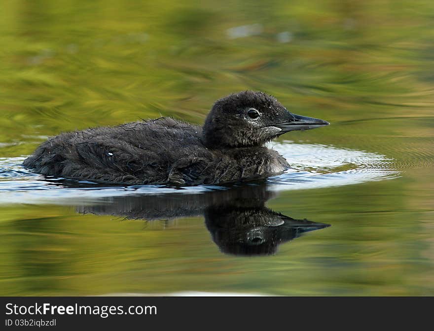 Common Loon Chick - Haliburtoon, Ontario