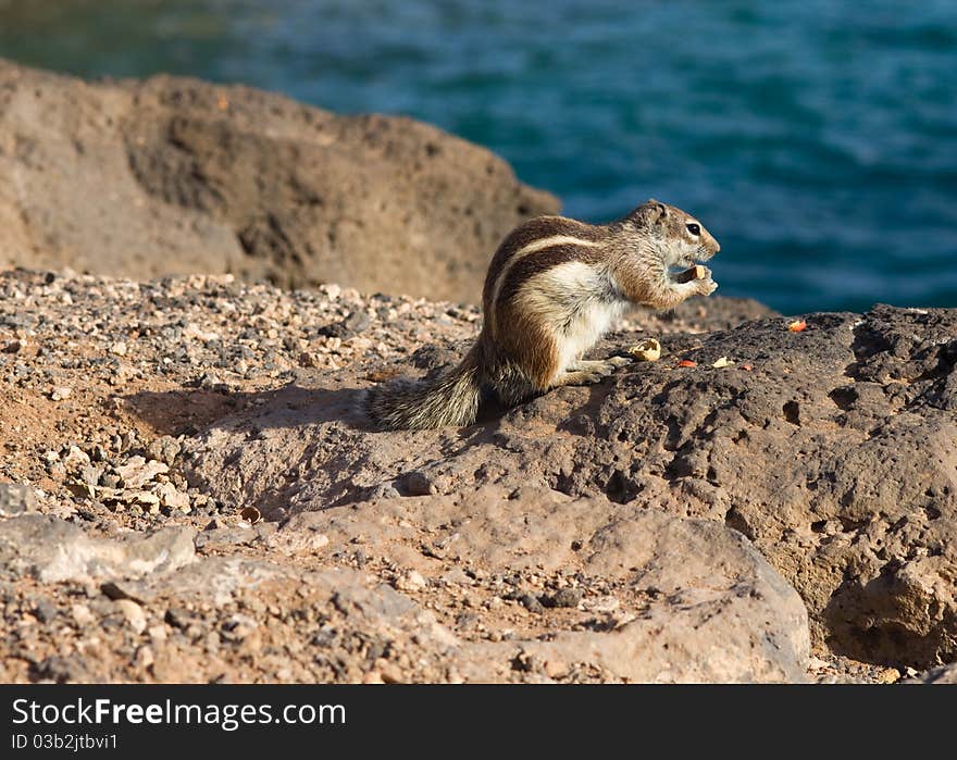 Ground Squirrel from Africa now breeding in Fuerteventura