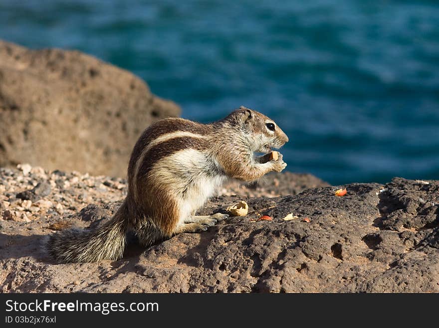 Ground Squirrel from Africa now breeding in Fuerteventura