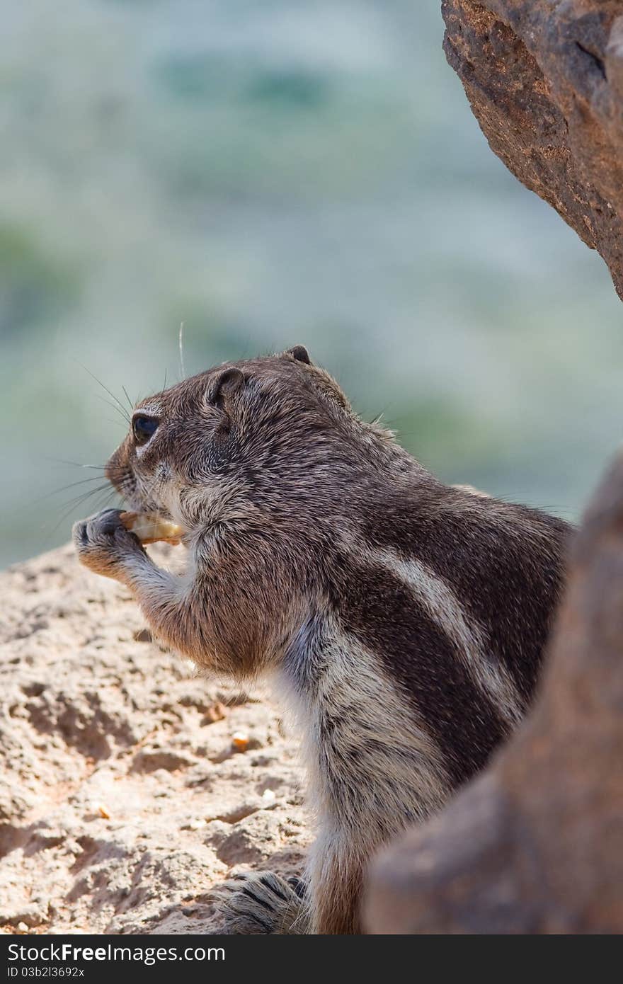 Ground Squirrel from Africa now breeding in Fuerteventura