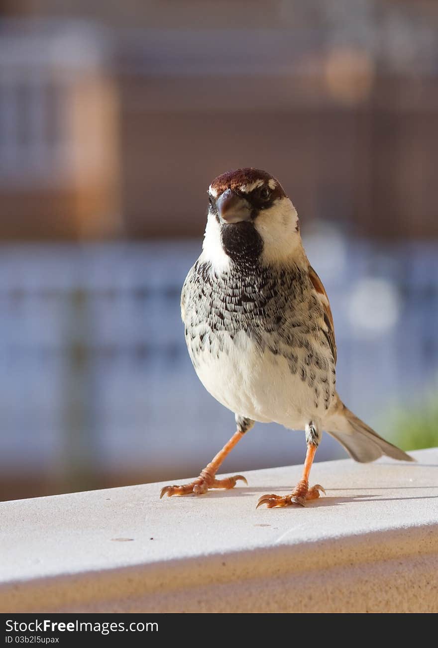 Sparrow perched from Fuerteventura canary islands spain