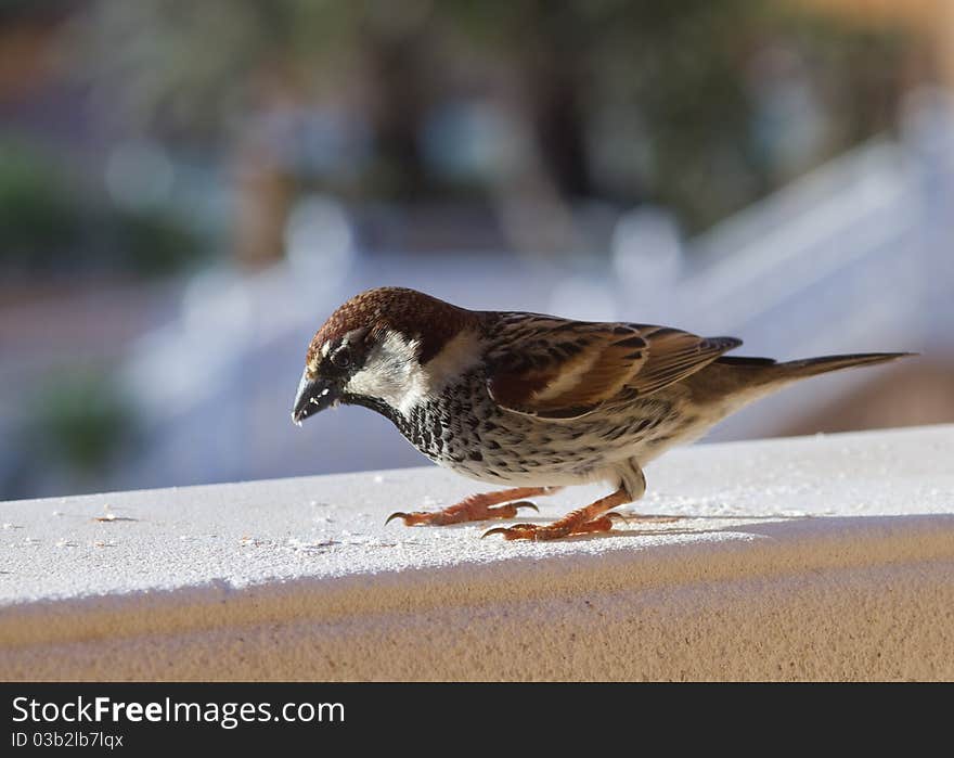 Sparrow perched from Fuerteventura canary islands spain