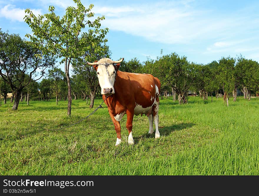 Cow and green orchard