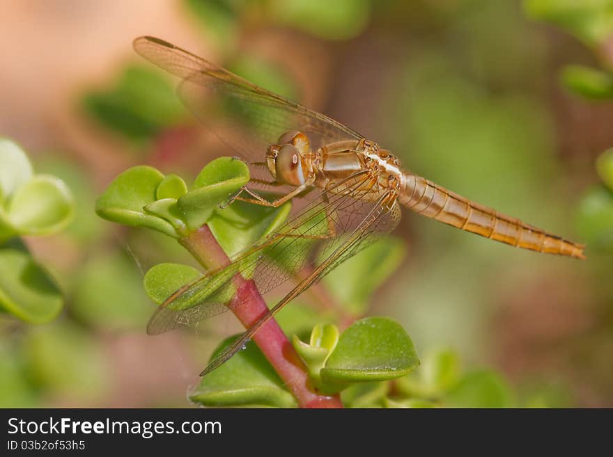 Dragonfly