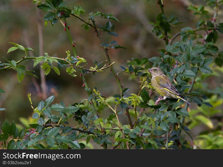 Greenfinch (Carduelis Chloris)