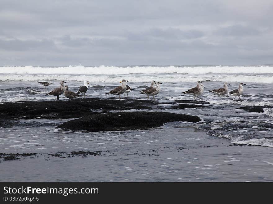 Seagulls on stormy beach