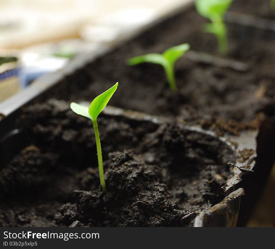 A row of green sprouts