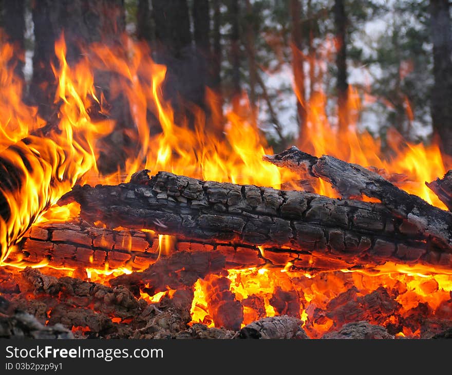 Campfire On Background Tree