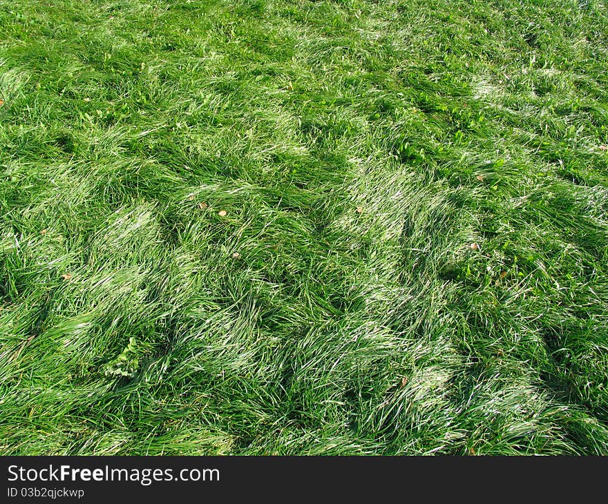 Green grass in sunshines, daylight