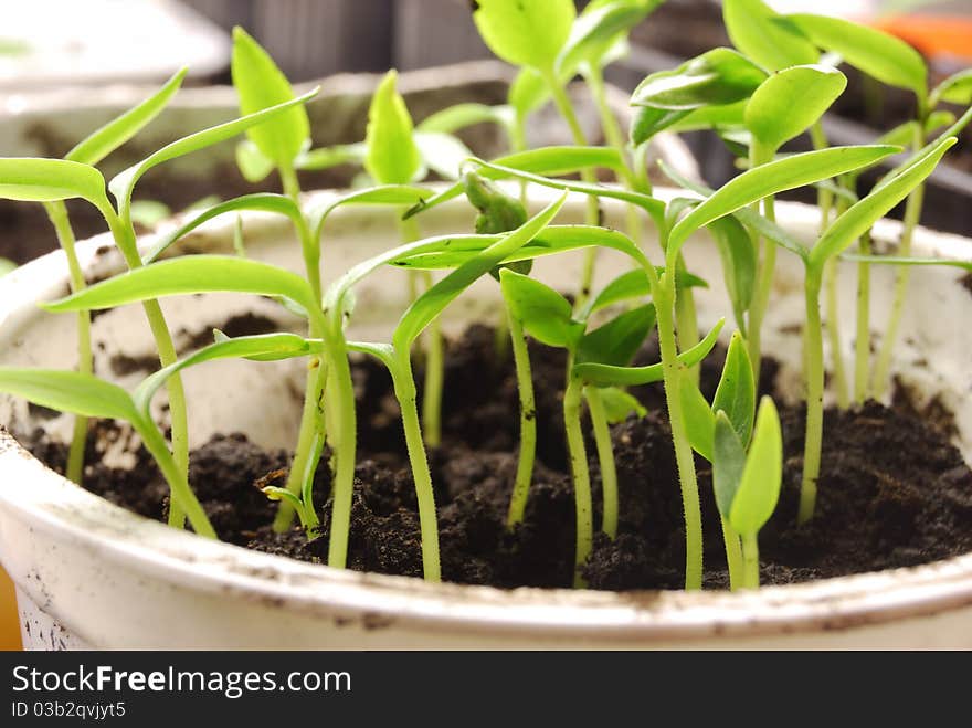 Green sprouts sprout from a ground. Green sprouts sprout from a ground