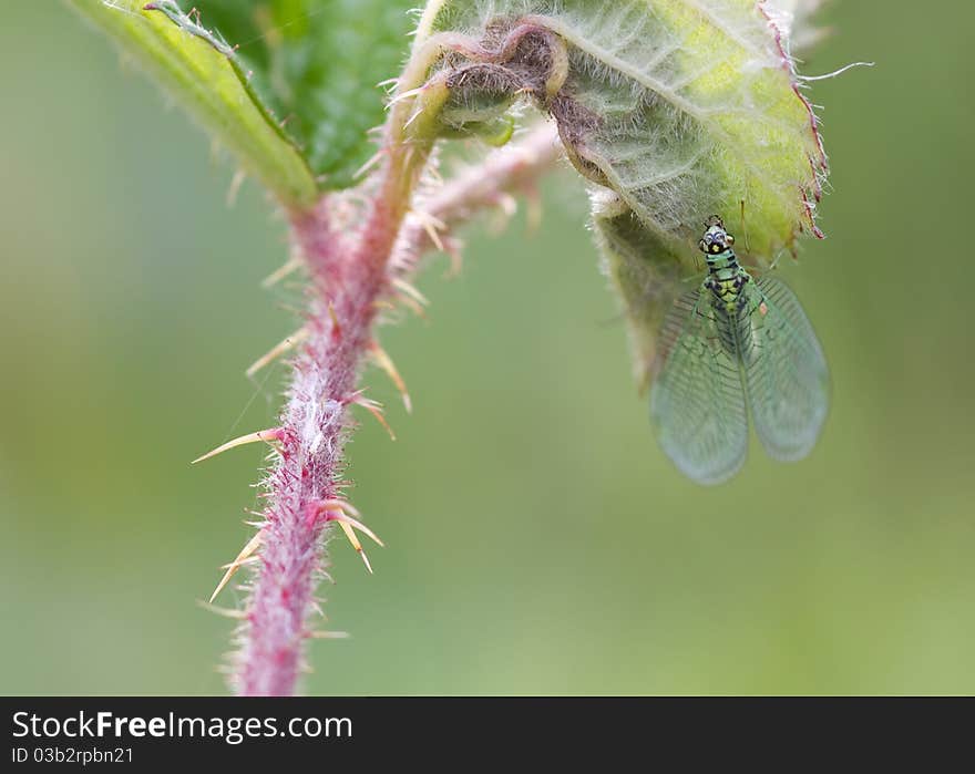 Green lacewing (Dichochrysa ventralis)