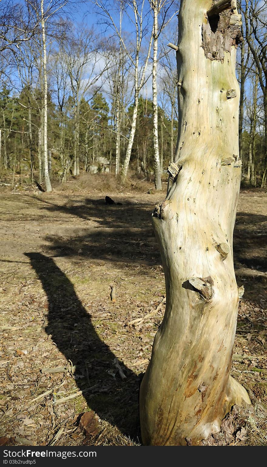 Dry tree trunk in spring forest