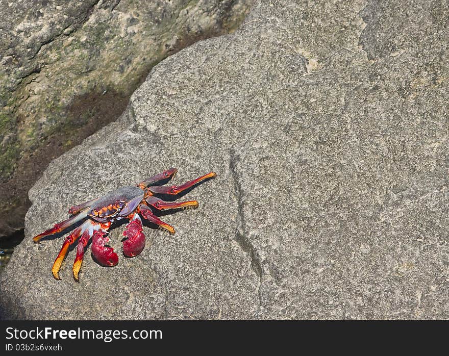 Crab purple and red on a rock