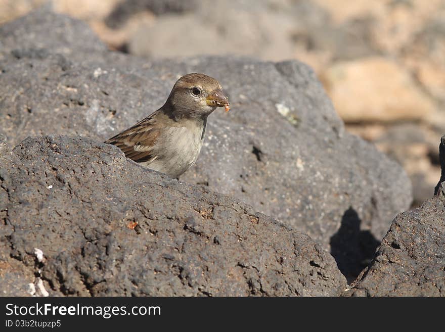 Sparrow