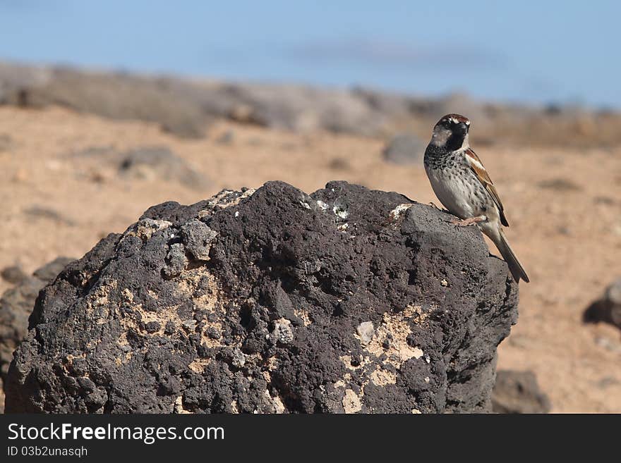 Sparrow perched from Fuerteventura canary islands spain