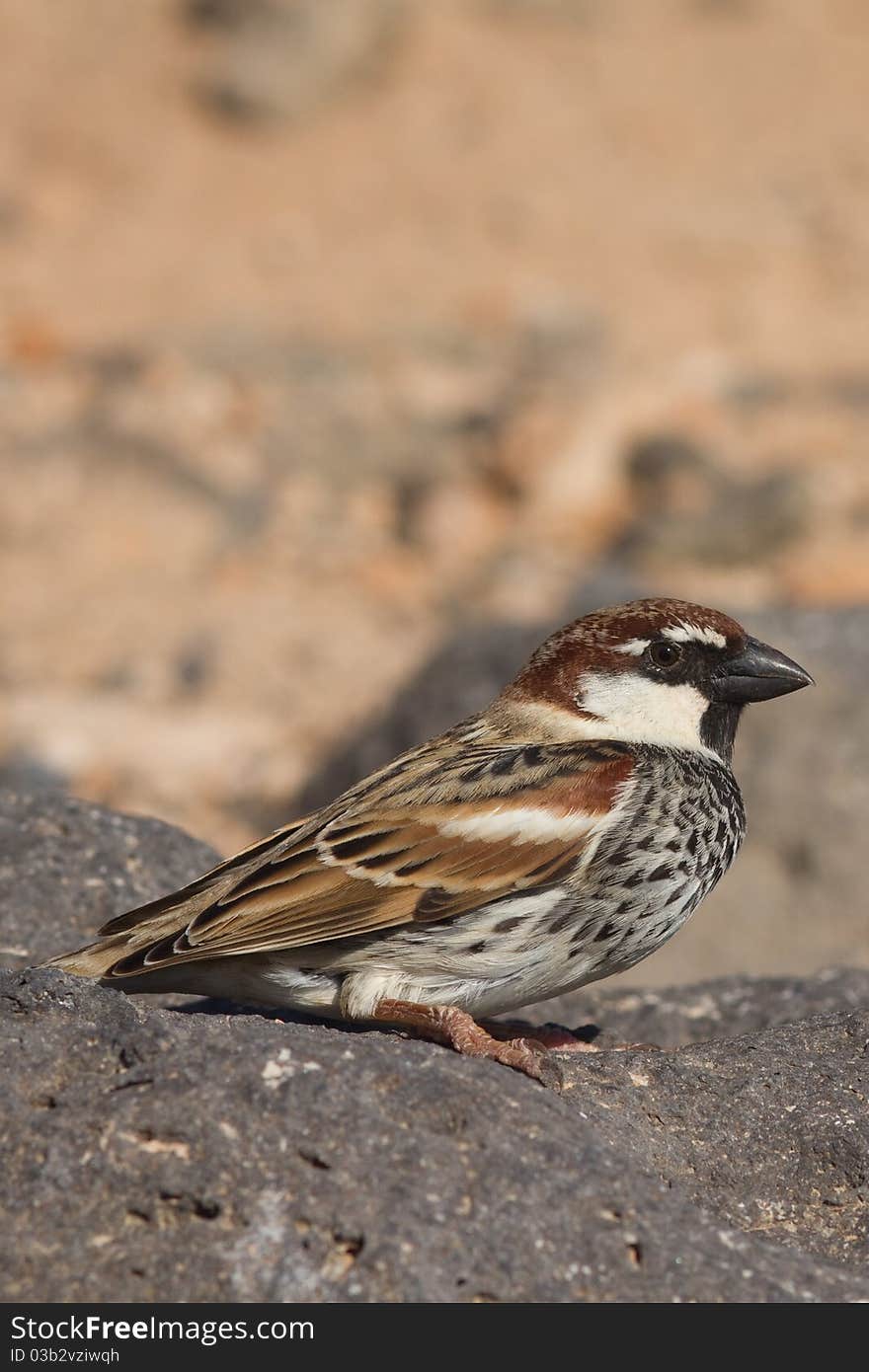 Sparrow perched from Fuerteventura canary islands spain