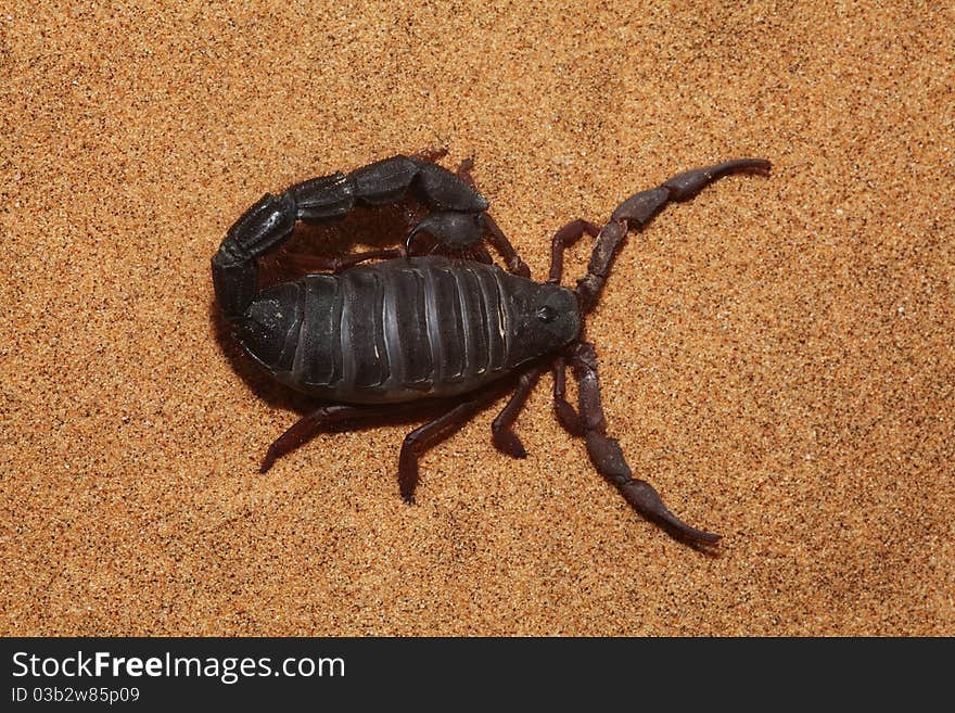 Macro of a Scorpion picture in the desert. Macro of a Scorpion picture in the desert