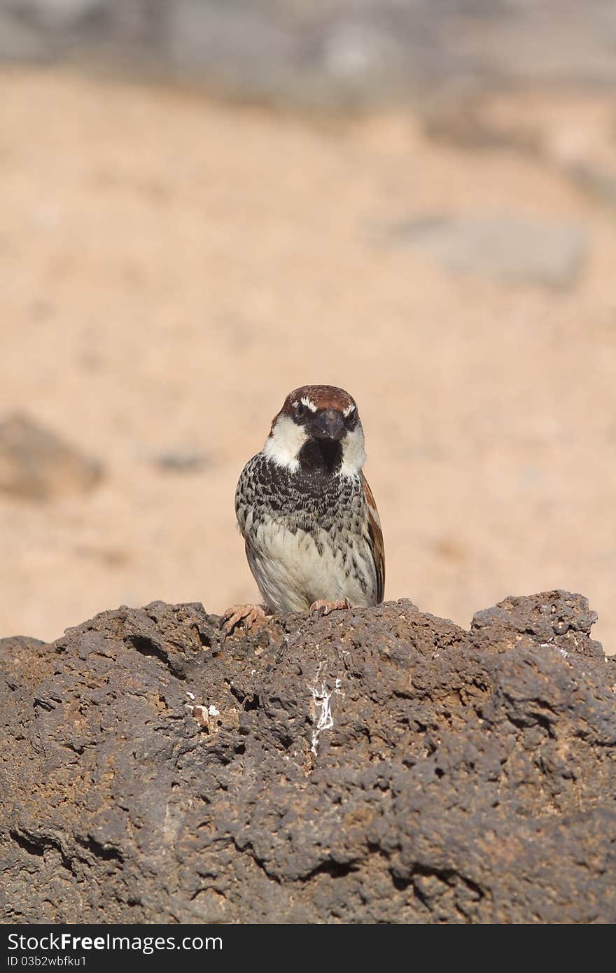 Sparrow perched from Fuerteventura canary islands spain