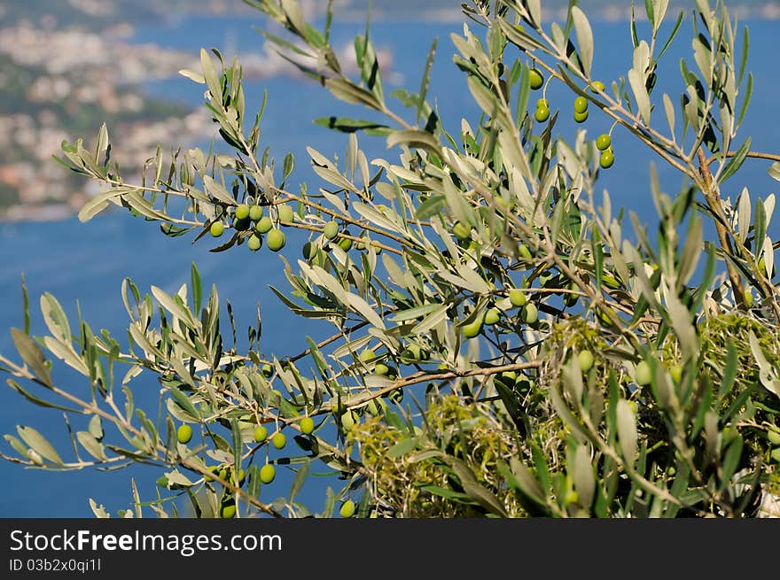 Olive tree on the hill with bay of Boka Kotorska in the background