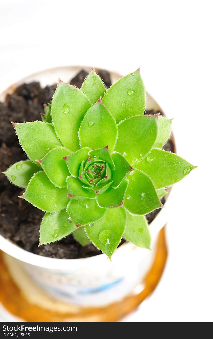 House leek with dew in flowerpot, isolated on white. House leek with dew in flowerpot, isolated on white