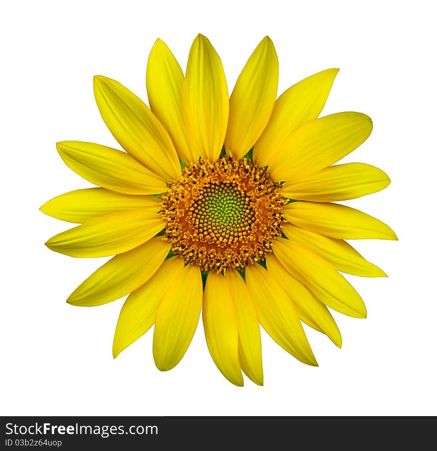 Yellow sunflower isolated on white background. Yellow sunflower isolated on white background