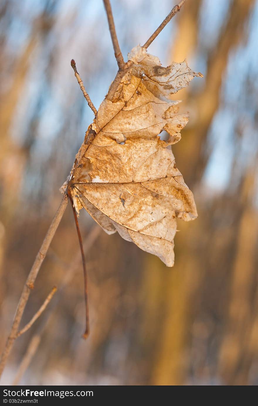 Frozen dry leaf at sunny winter forest. Frozen dry leaf at sunny winter forest