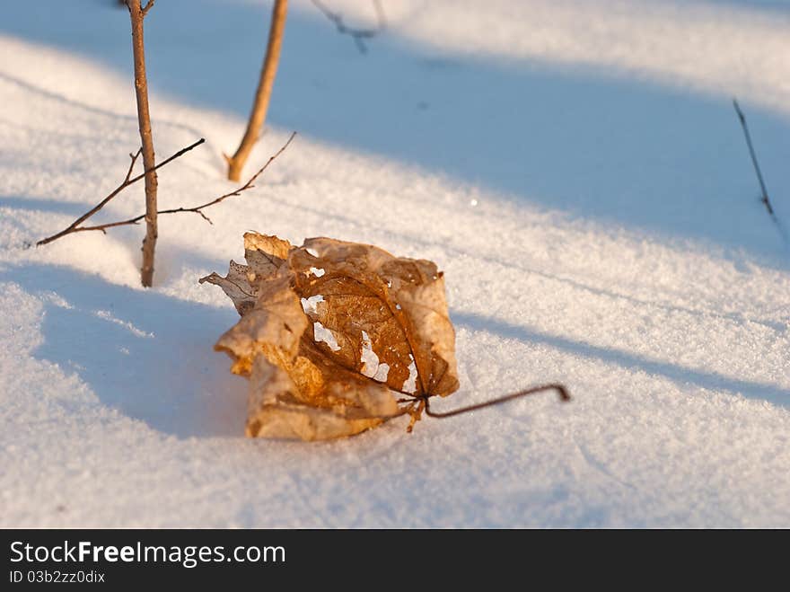 Frozen leaf