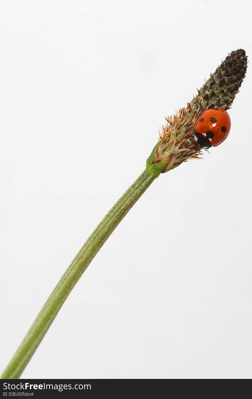 Ladybird close-up isolated on a white background. Ladybird close-up isolated on a white background